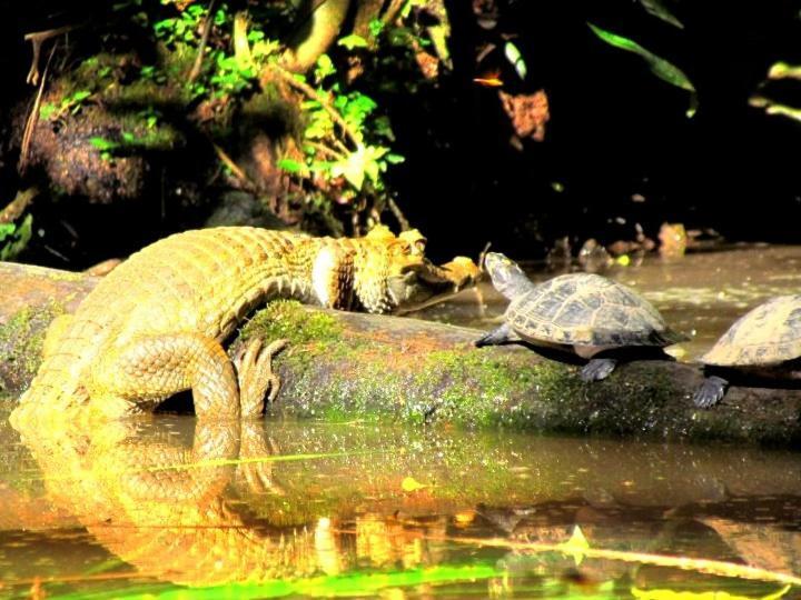 Gaia Amazon Eco Lodge Ahuano エクステリア 写真