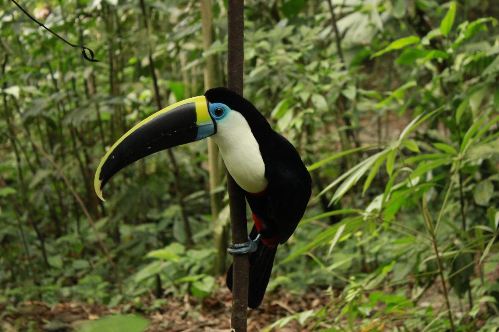 Gaia Amazon Eco Lodge Ahuano エクステリア 写真